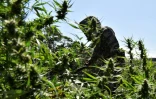 Un membre de l'unité anti-drogue du Paraguay dans une plantation illégale de marijuana près de la ville de  Pedro Juan Caballero, à la frontière brésilienne, à 550 km au nord-est d'Asuncion, le 24 mai 2022