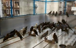 Des oiseaux blessés et soignés dans une volière du centre Wildlife Rescue, le 13 décembre 2021 à New Delhi, en Inde