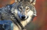 Le loup gris a bien failli disparaître du territoire américain au début du 20e siècle et a vraisemblablement été sauvé par l'Endangered Species Act de 1973