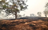 There has been growing anger in Australia about Prime Minister Scott Morrison conservative government's slow response to the deadly climate-fuelled bushfire crisis