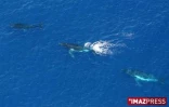 Mercredi 20 Août 2008

Baleines au large de la Réunion
