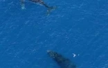 Mercredi 20 Août 2008

Baleines au large de la Réunion