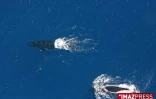 Mercredi 20 Août 2008

Baleines au large de la Réunion
