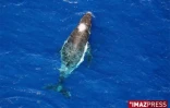 Mercredi 20 Août 2008

Baleines au large de la Réunion