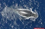Mercredi 20 Août 2008

Baleines au large de la Réunion