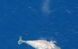 Mercredi 20 Août 2008

Souffrant de plusieurs plaies, une baleine fait du surplace au large des côtes ouest