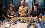 Le vétérinaire Thiago Luczinski et sa femme et collègue Pollyanna Motinha devant le jaguar Itapira, à Coumba de Goias, dans l'État de Goias, au Brésil, le 12 septembre 2024