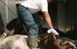 Mercredi 27 Août 2008

Conseil général équarrissage