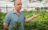 Tamir Gedo, le Pdg de BOL (Breath Of Life) Pharma, dans une serre de cannabis, près de Kfar Pines au nord d'Israël, le 9 mars 2016