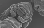 En séquençant l'ADN de tardigrade, les chercheurs ont identifié une protéine qui protège cet ADN lorsqu'il est irradié