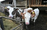 Des vaches dans une ferme touchée par des bombardements à Mala Rogan, à 25 km au sud-est de la ville ukrainienne de Kharkiv (est) 