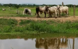 Du bétail dans une ferme à Leticia, dans le nord de la Colombie, le 8 juin 2018