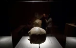 Un crâne d'Homo heidelbergensis exposé au Musée de l'évolution humaine à Burgos, en Espagne, en mai 2016