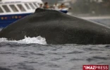 Baleines au large de Saint-Gilles (côte ouest de l'île)