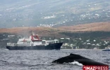 Baleines au large de Saint-Gilles (côte ouest de l'île)