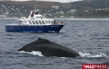 Baleines au large de Saint-Gilles (côte ouest de l'île)