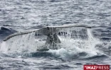 Baleines au large de Saint-Gilles (côte ouest de l'île)