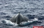Baleines au large de Saint-Gilles (côte ouest de l'île)