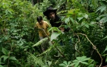 Bokum et son épouse Nawate, membres de la tribu Hongana Manyawa, dans leur champ de manioc à East Halmahera, dans le nord des Moluques, le 16 avril 2025 en Indonésie