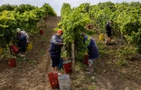 Des employés pendant les vendanges au vignoble Olvio Nuvo, le 3 septembre 2022 dans la région de Mykolaïv, en Ukraine