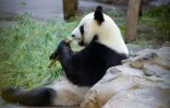 Le panda mâle Yuan Zi, le 25 juillet 2017 au zoo de Beauval à Saint-Aignan-sur-Cher (Loir-et-Cher)