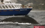 Baleines au large de Saint-Gilles (côte ouest de l'île)