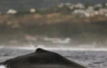Baleines au large de Saint-Gilles (côte ouest de l'île)