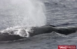 Baleines au large de Saint-Gilles (côte ouest de l'île)