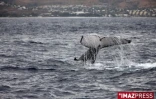 Baleines au large de Saint-Gilles (côte ouest de l'île)