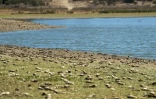 Des milliers de squelettes de poissons jonchent le sol du lac Peñuelas, dans la région de Valparaiso, le 18 mars 2022