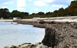 Des posidonies empilées sur une plage à Sakarun, sur l'île de Dugi Otok, le 8 mai 2025 en Croatie
