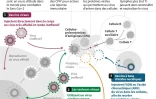 Vaccins et réponse immunitaire