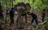 Des membres de l'équipe de la scientifique Farina Othman posent un colier GPS au cou d'une éléphante de Bornéo, le 24 août 2026 à Sukau, dans l'Etat de Sabah, en Malaisie