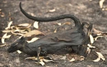 Une souris marsupiale grise morte dans les incendies de forêt, le 15 janvier 2020 sur l'île Kangourou, en Australie