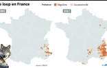 Le loup en France
