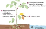 Glyphosate: un herbicide controversé