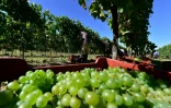 Les vendanges dans la région de Bordeaux, en septembre 2019
