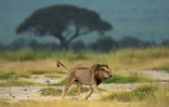 Un lion dans le parc national Amboseli en jin 2018 au Kenya