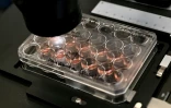 Des cellules cérébrales humaines cultivées dans le laboratoire de l'entreprise australienne Cortical Labs à Melbourne, le 5 mai 2026