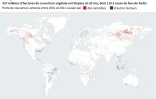 La perte de couverture arborée due aux incendies