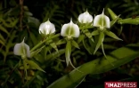 Angraecum eburneum
photo Florent Borderie