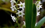 Angraecum striatum
photo Florent Borderie