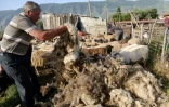 Des bergers tondent des moutons dans un enclos près de Vlora, le 12 juin 2024 en Albanie