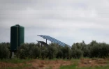 Un panneau solaire installé près d'oliviers à Lopera, près de Jaen, dans le sud de l'Espagne, le 24 mars 2025