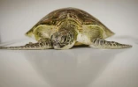 Une jeune tortue, en observation au centre de réhabilitation de l'ONG Local Ocean Conservation, passe une radiographie dans un hôpital local de Watamu, le 21 mai 2025 au Kenya