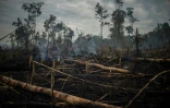 Des arbres brûlés dans la forêt amazonienne, le 15 septembre 2021 à Porto Velho, au Brésil
