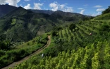 Vue aérienne d'une plantation mixte de café et de feuilles de coca à Argelia, dans le département du Cauca, en Colombie, le 6 mai 2025