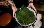 Des feuilles de kratom, une plante utilisée depuis des siècles en Asie du Sud-Est, qui sert à préparer des "mocktails" au bar Teens of Thailand, le 9 octobre 2021 à Bangkok