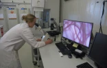 Une employée de Sea Forest observe un échantillon d'algue au microscope à Triabunna, le 26 mars 2025 en Tasmanie