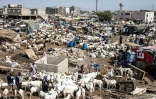Le marché de Pikine, l'un des principaux marchés aux bestiaux de Dakar, le 7 juillet 2021.